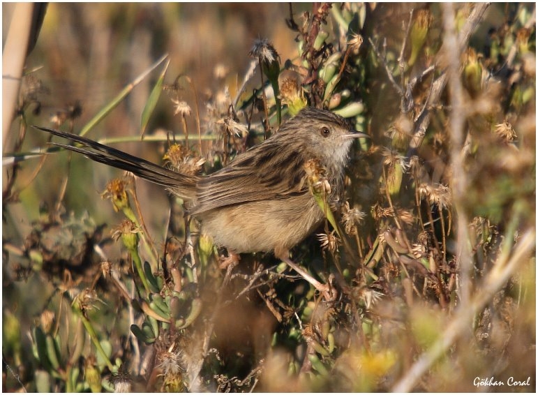 Dikkuyruklu ötleğen