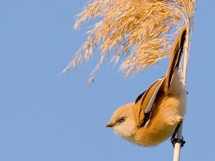 Bıyıklı baştankara