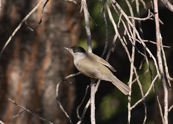 Karabaşlı ötleğen