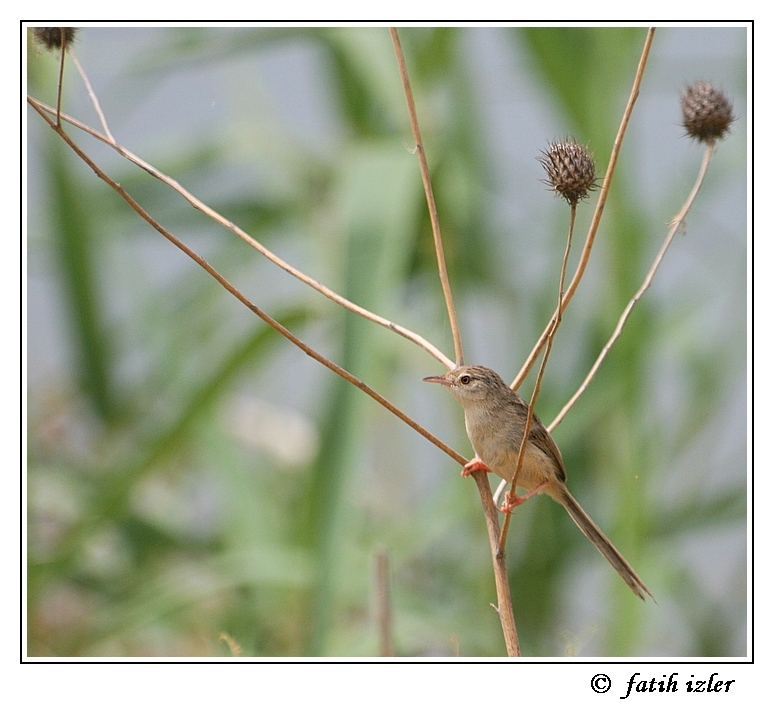 Dikkuyruklu ötleğen