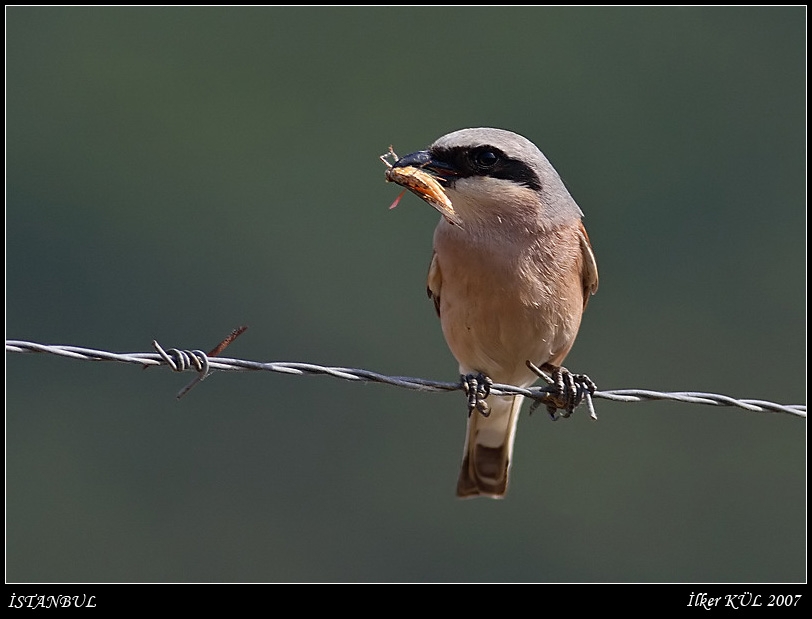 Kızılsırtlı örümcekkuşu