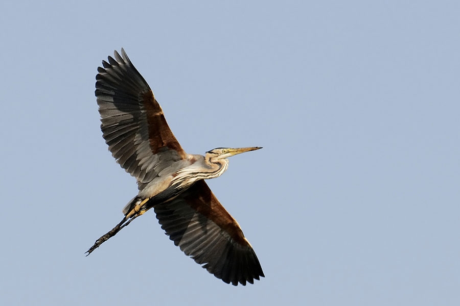 Erguvani balıkçıl