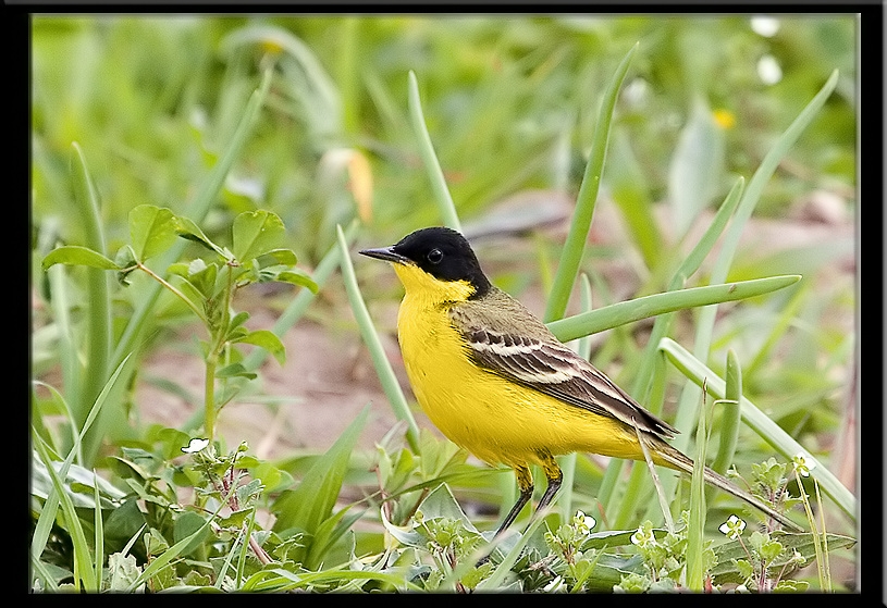 Sarı kuyruksallayan