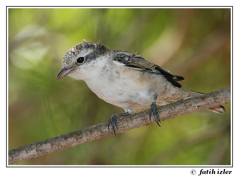 Maskeli örümcekkuşu