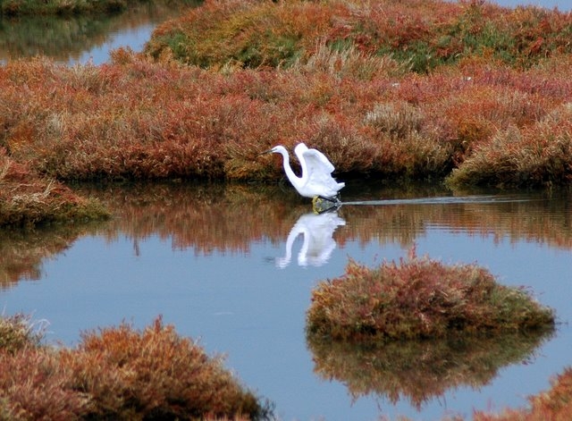 Küçük ak balıkçıl