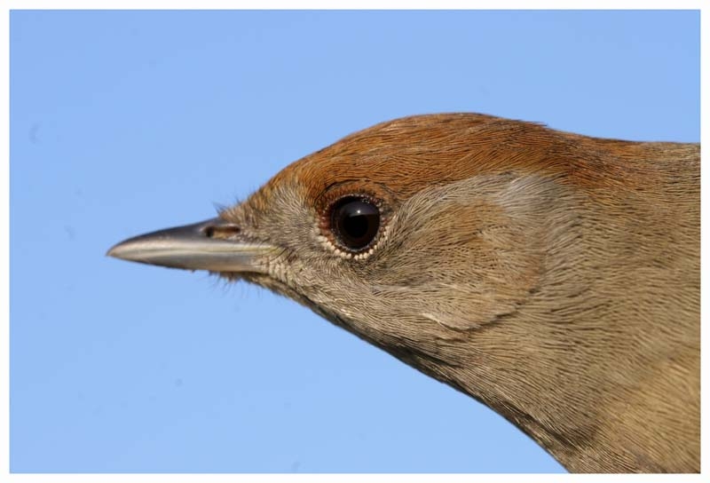 Karabaşlı ötleğen