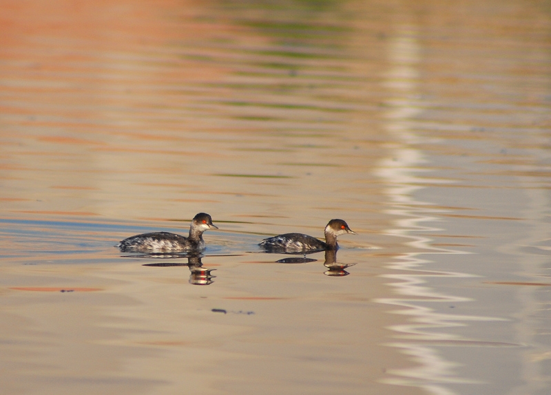 Karaboyunlu batağan