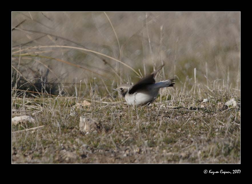 Aksırtlı kuyrukkakan