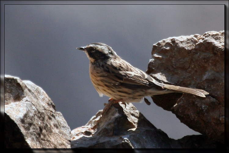 Sürmeli dağbülbülü