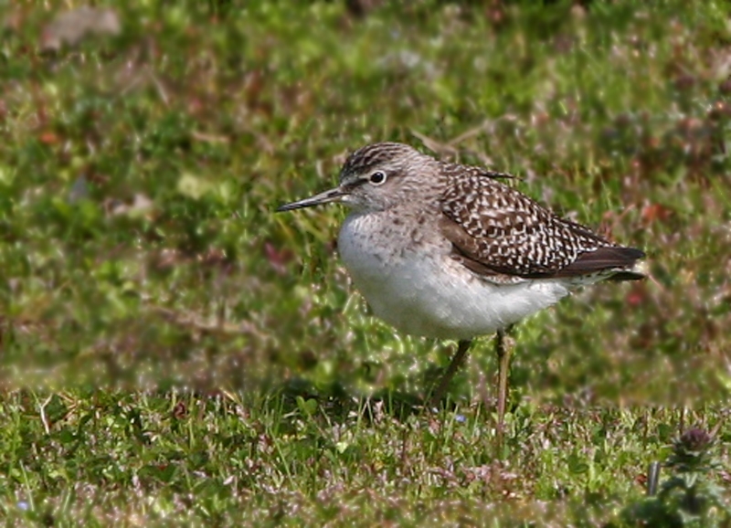 Orman düdükçünü