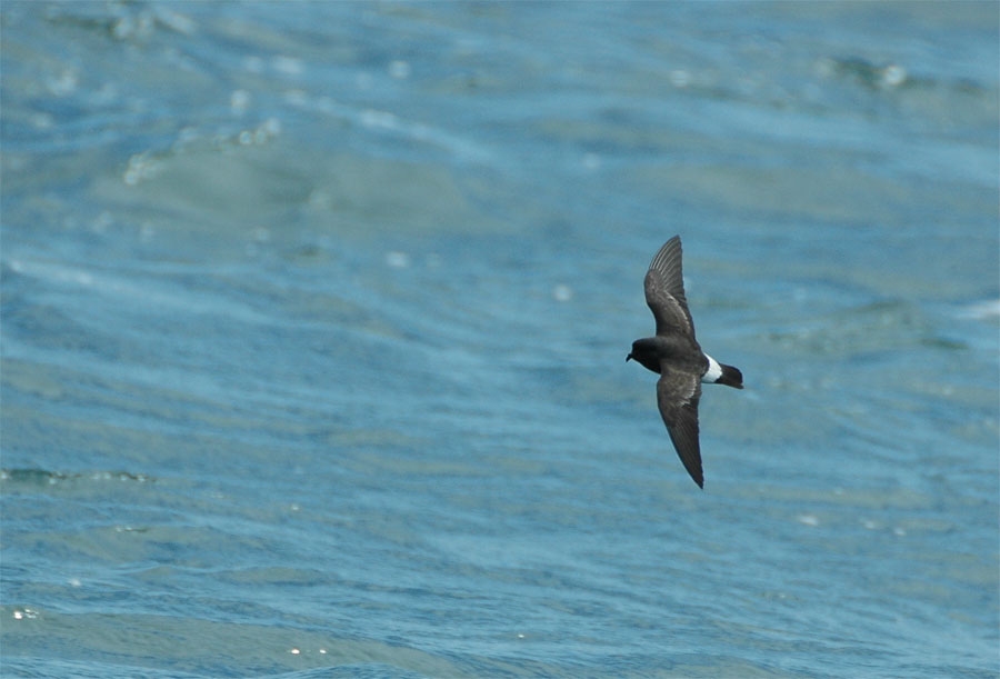 Fırtınakırlangıcı