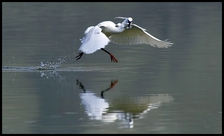 Küçük ak balıkçıl