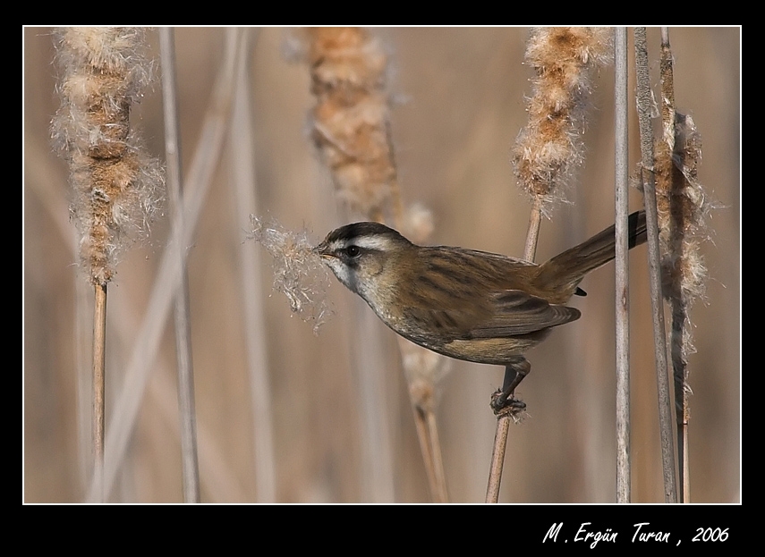 Bıyıklı kamışçın