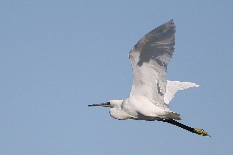 Küçük ak balıkçıl