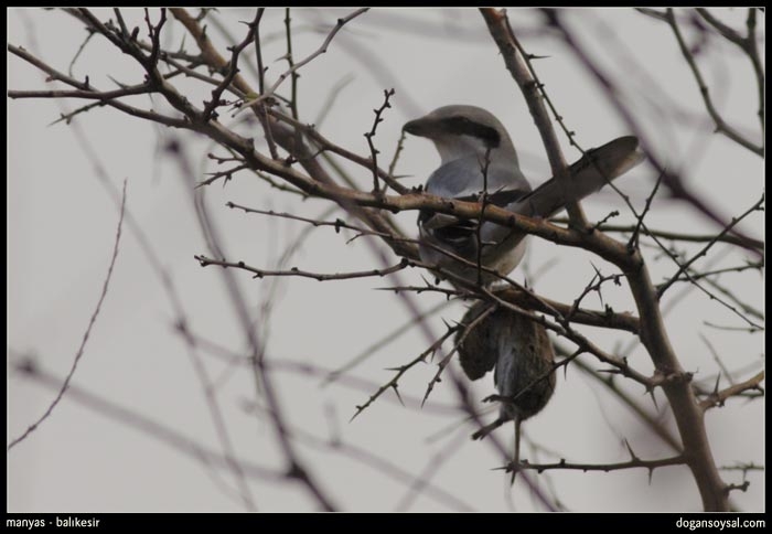 Büyük örümcekkuşu