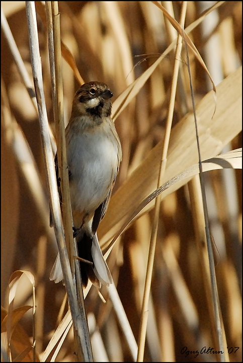Bataklık Kirazkuşu