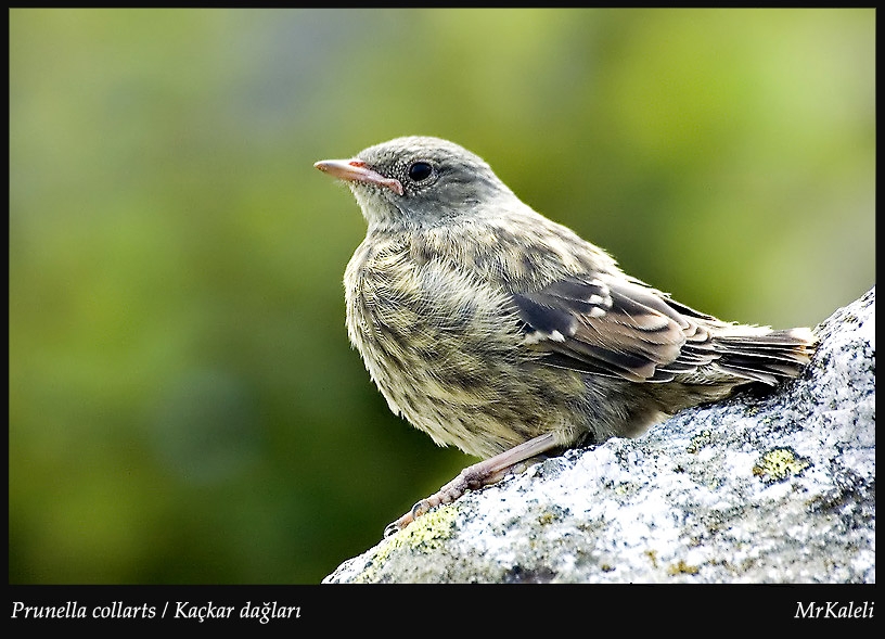 Büyük dağbülbülü