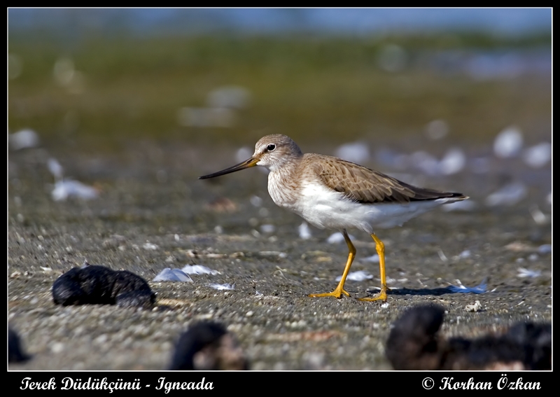 Terek düdükçünü