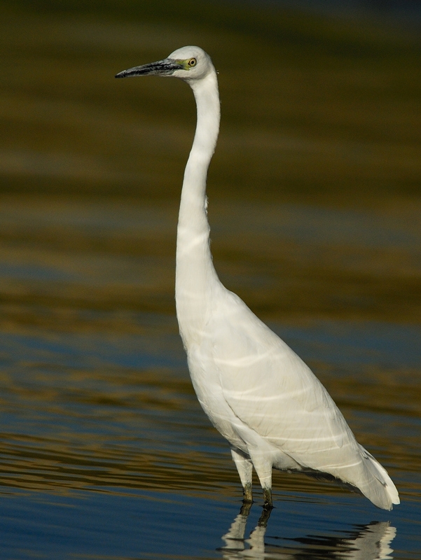 Küçük ak balıkçıl