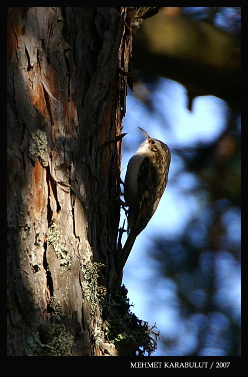 Orman tırmaşıkkuşu