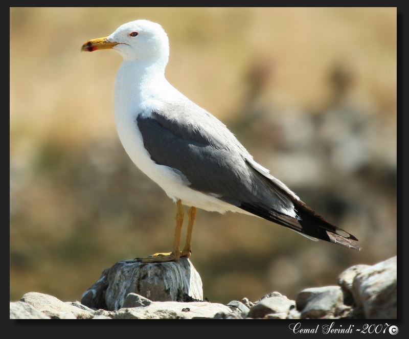 Van gölü martısı