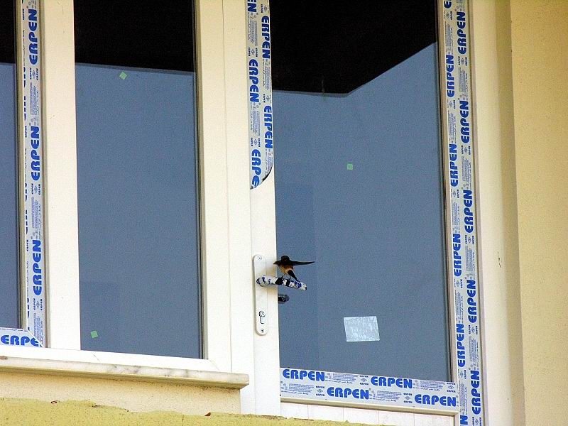 Kızıl kırlangıç