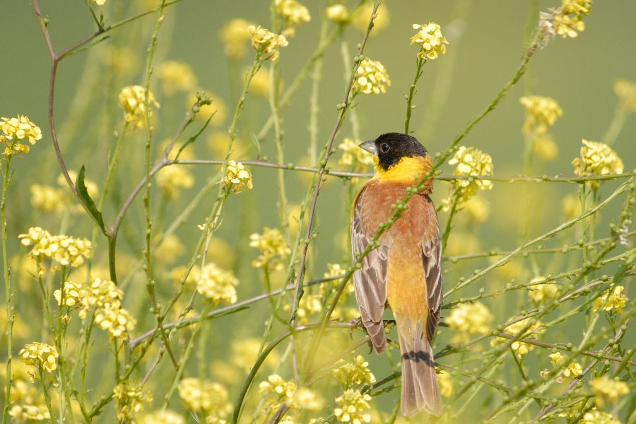 Karabaşlı kirazkuşu