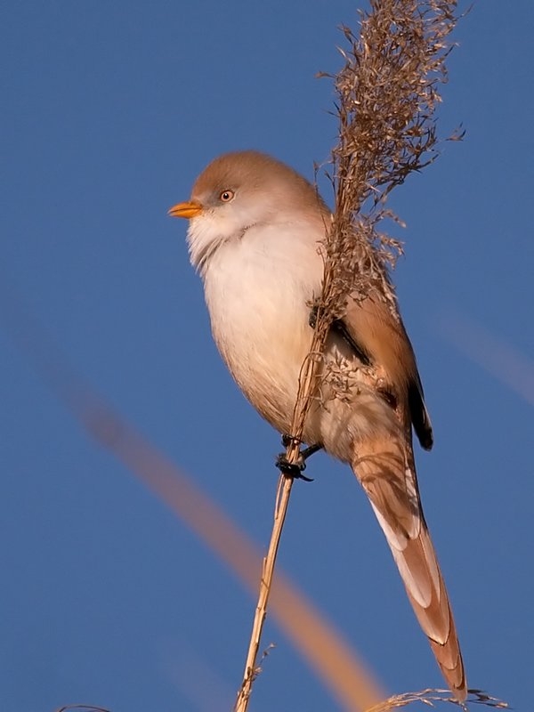 Bıyıklı baştankara