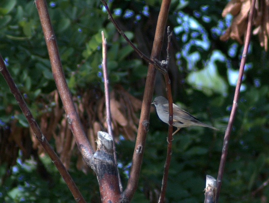 Akgerdanlı ötleğen