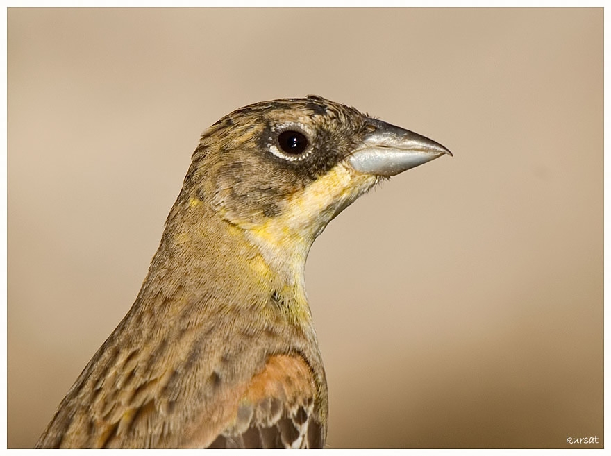 Karabaşlı kirazkuşu