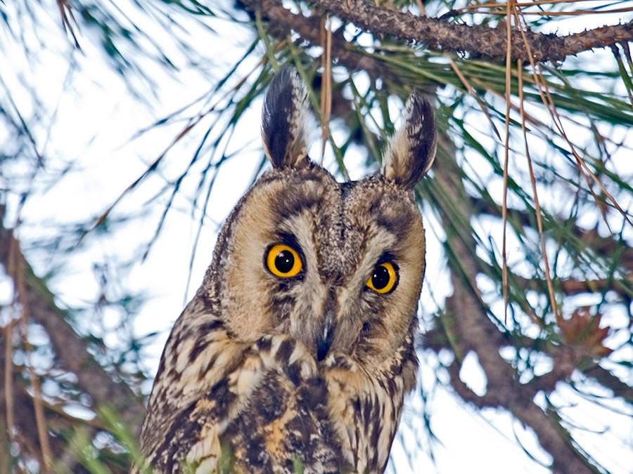 Kulaklı orman baykuşu