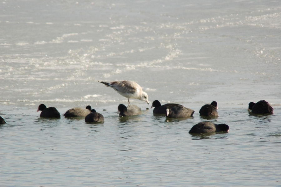 Küçük gümüş martı