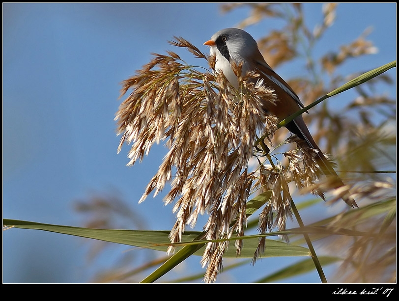 Bıyıklı baştankara