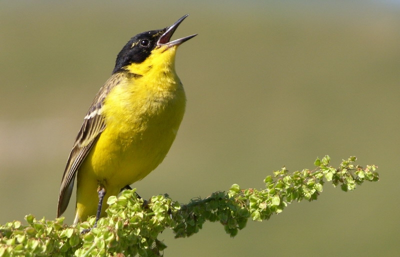 Sarı kuyruksallayan