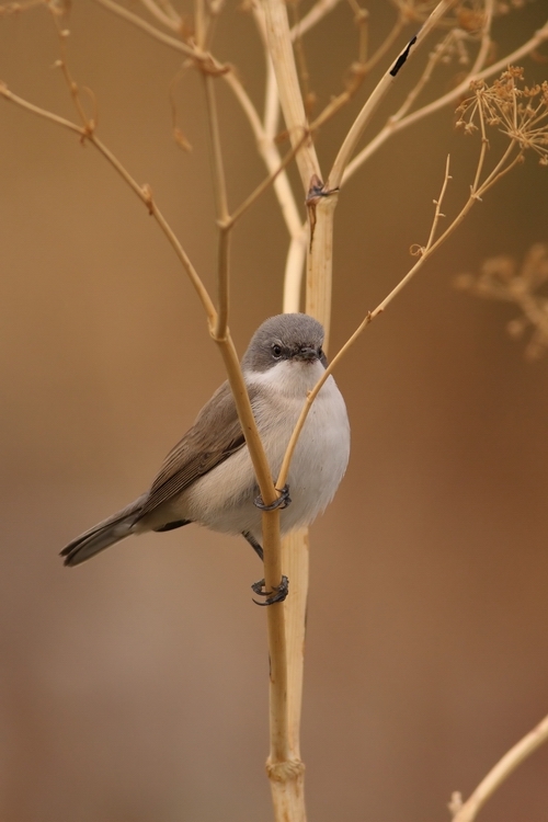 Küçük akgerdanlı ötleğen
