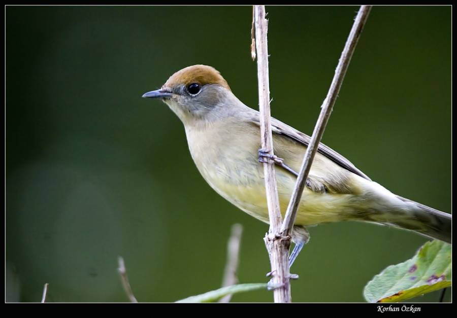 Karabaşlı ötleğen