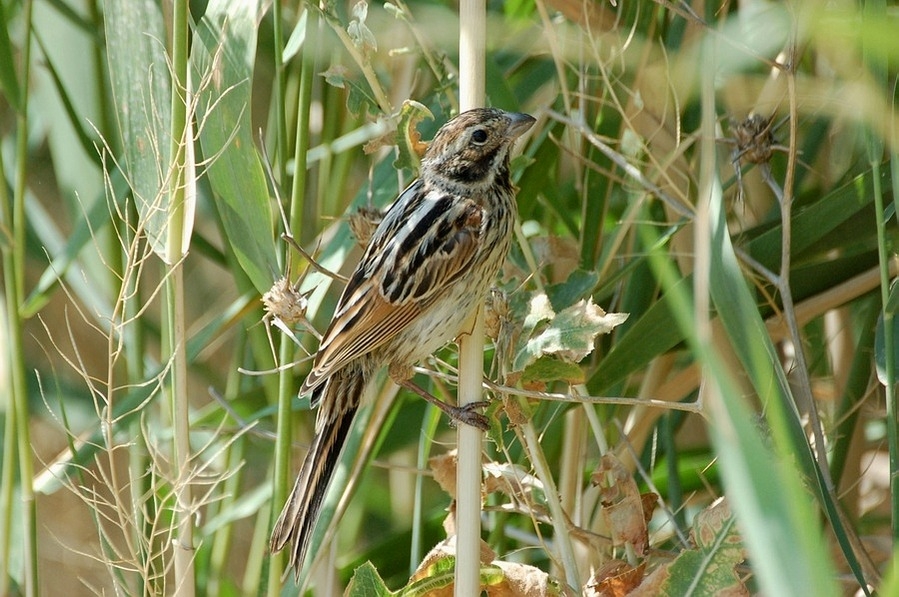 Bataklık Kirazkuşu