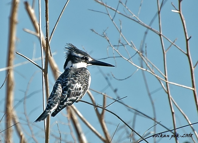 Alaca yalıçapkını