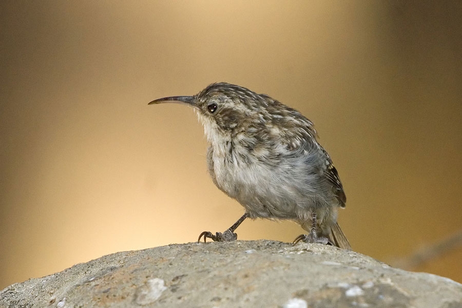 Bahçe tırmaşıkkuşu