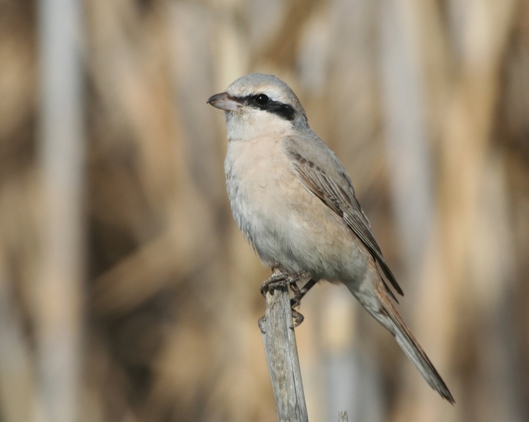 Türkistan örümcekkuşu