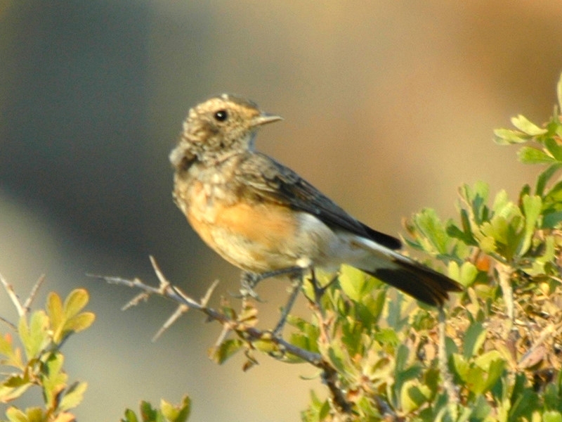 Kıbrıs kuyrukkakanı