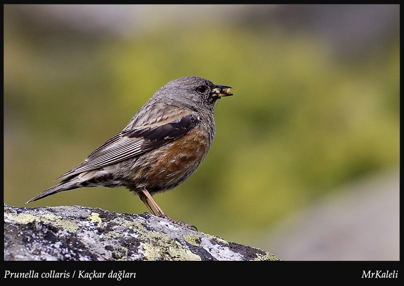 Büyük dağbülbülü