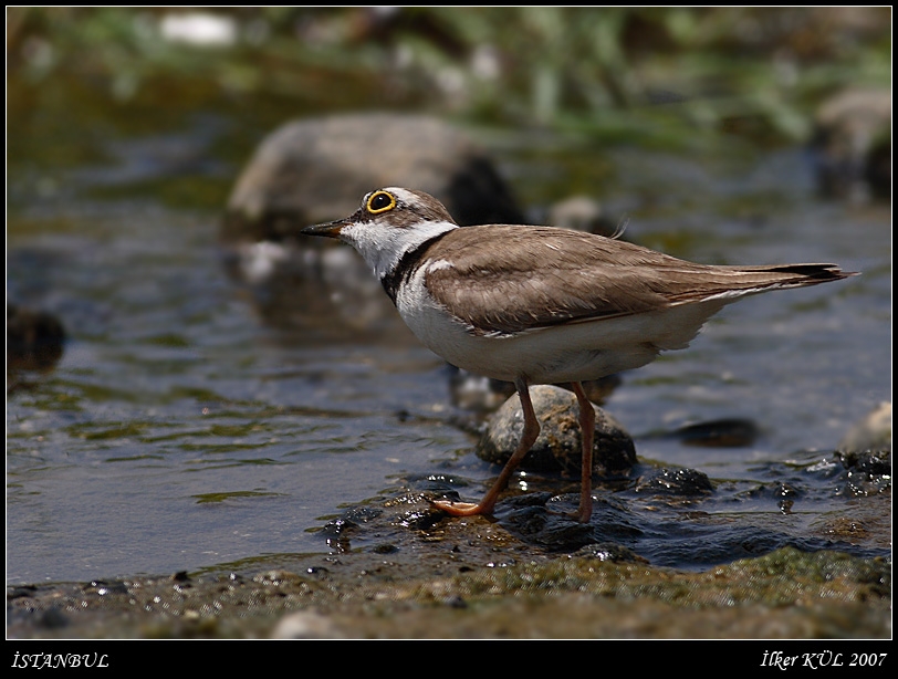 Halkalı küçük cılıbıt