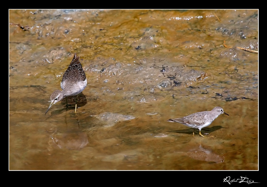 Sarıbacaklı kumkuşu