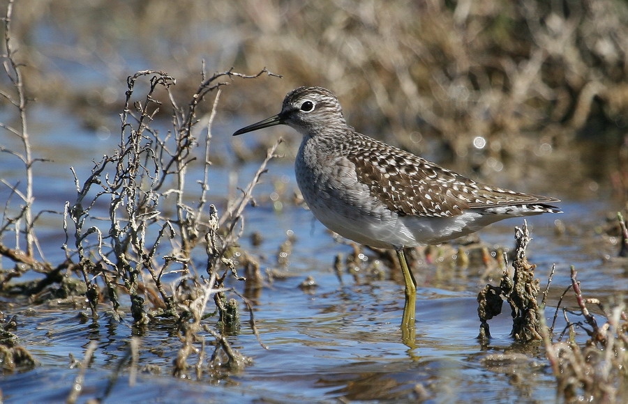 Orman düdükçünü