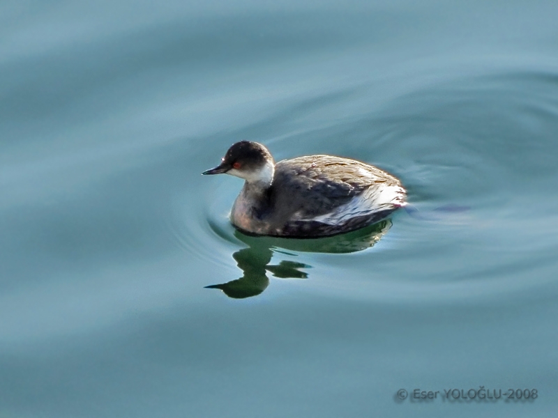 Karaboyunlu batağan