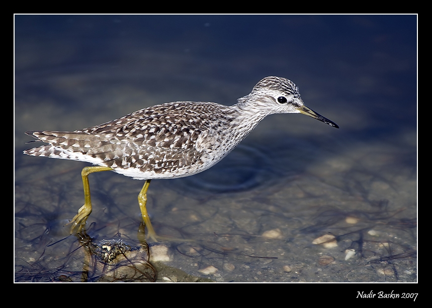 Orman düdükçünü