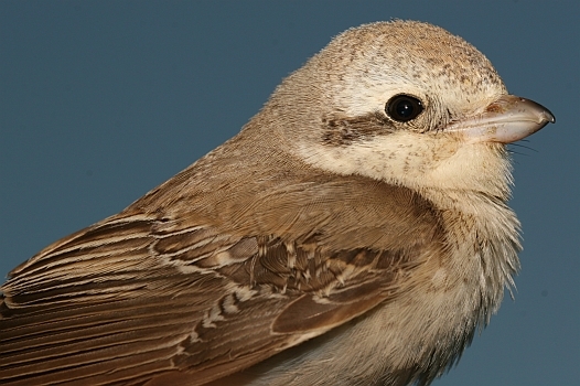Kızılkuyruklu örümcekkuşu