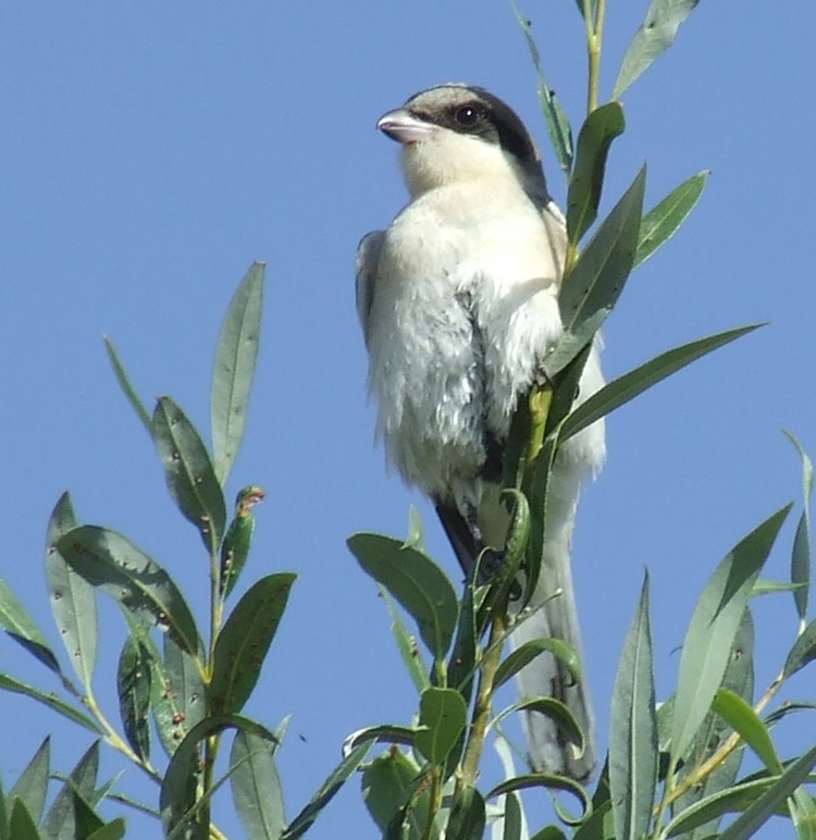 Karaalınlı örümcekkuşu