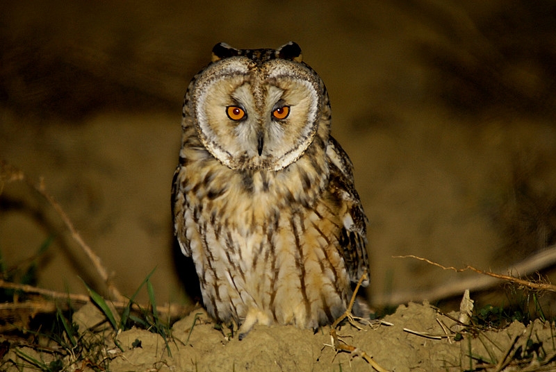 Kulaklı orman baykuşu